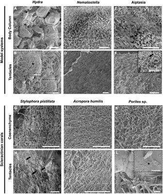 Surface Topography, Bacterial Carrying Capacity, and the Prospect of Microbiome Manipulation in the Sea Anemone Coral Model Aiptasia